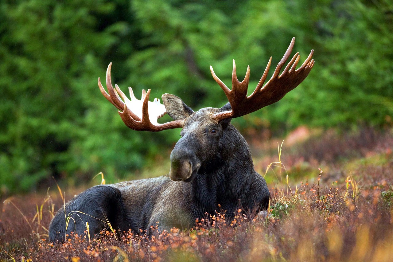 moose photo